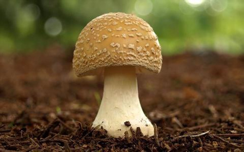 躺在床上种蘑菇是什么意思